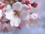 �G�߂̉�� �`�K���`�@�y4���I�����C������z