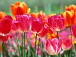 ���t��ȁ@�y�R���I�����C������z