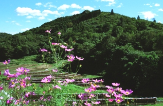 期間限定情報