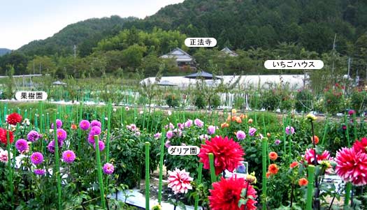 花の郷 日野ダリヤ園