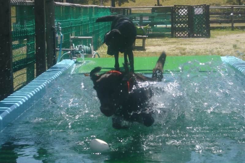 ドギーズパーク滋賀 公式