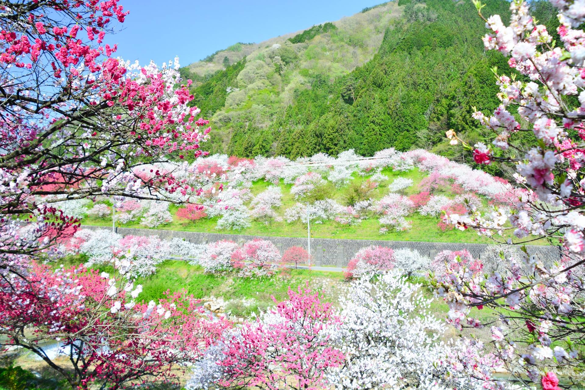 富山の『となみチューリップフェア』と信州・阿智村の『花桃の里』３日間